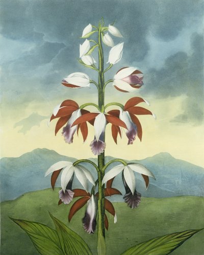 De China Limodoron, gegraveerd door Landseer, uit 